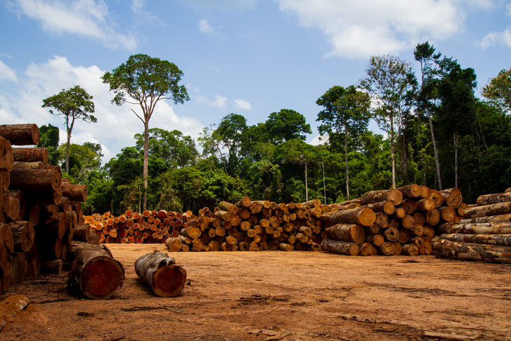 Lula da Silva quiere acabar con la deforestación de la selva tropical