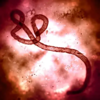 Virus Bundibugyo, la Especie de Ébola que Está Causando Eestragos